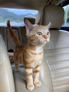 an orange and white kitten standing on the back seat of a car, looking up