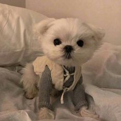 a small white dog sitting on top of a bed next to a stuffed animal toy