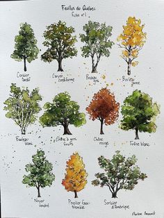 the different types of trees are shown in this drawing