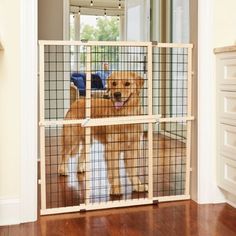 a brown dog standing inside of a caged in area next to a door and window