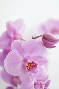 pink orchids are blooming on a white surface