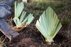 some plants that are growing out of the ground in the dirt near rocks and grass