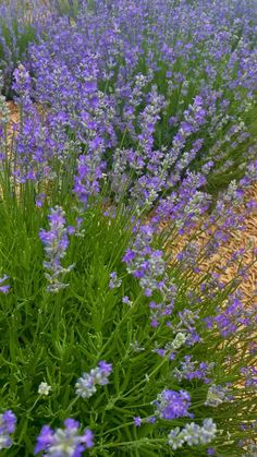 purple flowers are growing in the middle of a field