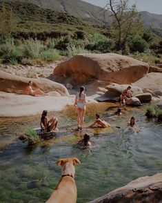 several people and a dog are in the water near some rocks, grass and trees