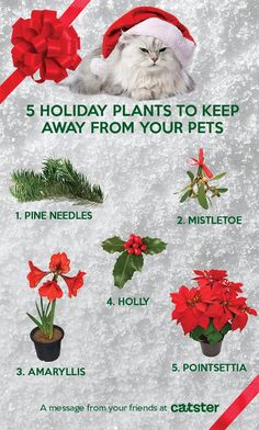 Since some of us keep our plants alive all year long, holiday plants are also something to keep an eye on. Keep your cat friends safe during the holidays with this infographic. Learn more here: www.aspca.org/pet-care/holiday-safety-tips Flowers Poisonous, Poisonous Plants, Christmas Cactus, Cactus Flowers, Pet Care Tips, Pet Hacks, Dog Holiday, Pet Safety