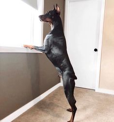 a black and brown dog standing on its hind legs in front of a white door