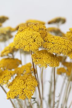 some yellow flowers are in a glass vase