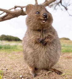 a small rodent standing on its hind legs and looking up at the camera with it's mouth open