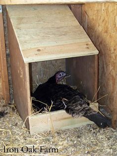 a chicken is sitting in its coop with hay