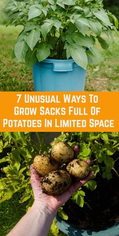 a person holding potatoes in their hands with the text 7 unusual ways to grow sacks full of potatoes in limited space