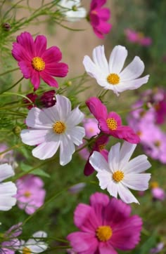 pink, white and yellow flowers in a field