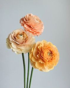 three flowers in a vase on a table