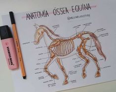 the anatomy of a horse is shown on a piece of paper with a marker next to it