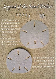 two sand dollars are on the beach with starfish and seagulls around them