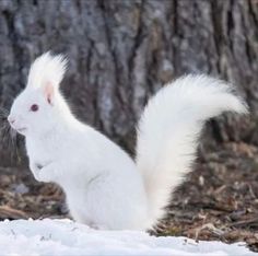 a white squirrel standing in the snow next to a tree