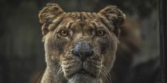 a close up of a lion looking at the camera