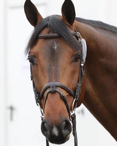 a brown horse with black mane and bridle