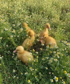 three ducklings are in the grass with daisies