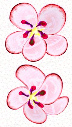 two pink flowers on a white background