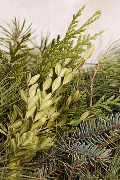 closeup of evergreen needles and pine cones