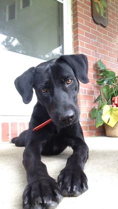 a black dog laying on the ground next to a brick wall and potted plant