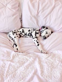 Hilarious Animals, Spotty Dog, Little Animals