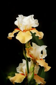 two yellow and white flowers with green stems in front of a black background or wall