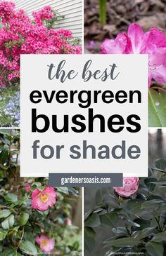 Evergreen Shrubs For Shade (That Look Good All Year) | Evergreens Perennial Ground Cover, Fast Growing Evergreens