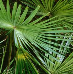 green leaves are seen in this close up shot from the top down on a palm tree