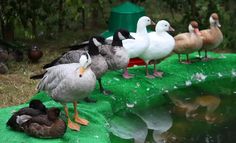 several ducks are standing on the edge of a pond