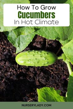 Growing cucumbers in heat -
Hot climate gardening -
Cucumber heat tolerance -
Cucumber care in hot weather -
Summer cucumber growing -
Heat-resistant cucumber varieties -
Drought-resistant gardening -
High-temperature vegetable gardening -
Shade techniques for plants -
Watering strategies in hot climates -
Protecting plants from heat stress - Cucumber Plant, Growing Cucumbers, Vegetable Garden For Beginners, Gardening For Beginners, Hot Weather, How To Grow