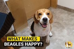 a brown and white dog sitting on top of a floor