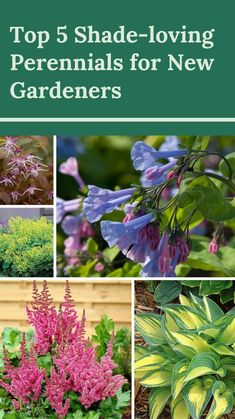 top 5 shade - loving perennials for new gardener's