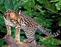 a small cat standing on top of a tree branch in front of some green leaves