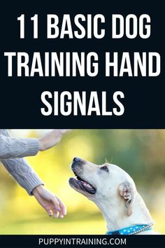 a dog is being petted by its owner with the title 11 basic dog training hand signals