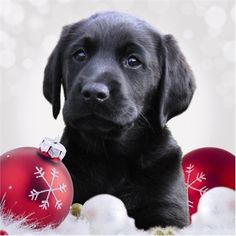 a black lab puppy sitting next to christmas ornaments and balls with snowflakes in the background