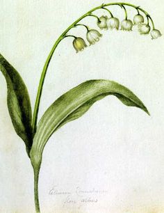 an illustration of a plant with white flowers