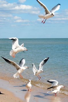 seagulls are flying over the water at the beach