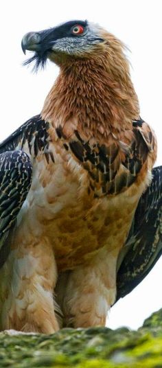 a large bird sitting on top of a tree branch