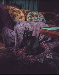 a black cat sitting on top of a rug next to a bed covered in blankets