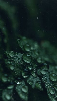 drops of water sitting on top of a leaf