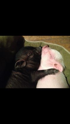 two baby pigs cuddle together in a green blanket on the floor next to each other