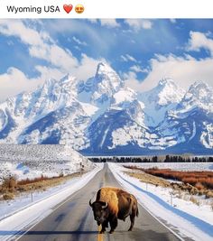 an image of a bison crossing the road in front of snow covered mountains and clouds