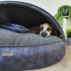 a dog is laying down in his bed on the floor next to a potted plant