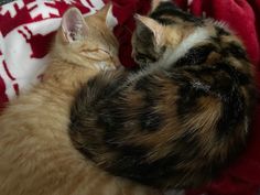 two cats are sleeping together on a blanket