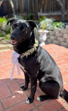 a black dog sitting on top of a brick floor