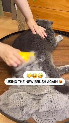 a cat laying on top of a wooden table next to a person holding a brush