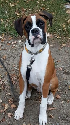 a brown and white dog sitting on top of a dirt ground next to a leash