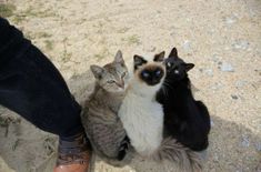 three cats sitting next to each other on top of a dirt ground near a person's feet