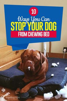 a brown dog laying on top of a blue bed covered in cotton floss with the words 10 ways you can stop your dog from chewing